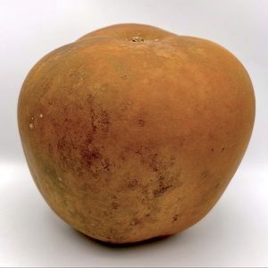 LARGE APPLE Shaped Gourd Natural Clean Dried ARTS & CRAFTS DYI Project Ready Art